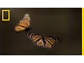 How to Create Your Own Monarch Butterfly Rest Stop National Geographic