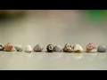 SHELL SIZE COMPARISON - DIFFERENT SEA SHELLS