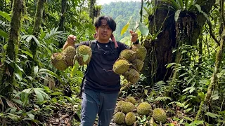 Mencari Buah Liar di hutan dan panen durian hutan 🔥 #Kinsurvive