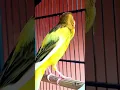 Lagu sing Canary #birds #shorts