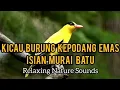 Download Lagu Kicau Burung Kepodang Emas Isian Murai Batu