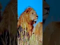 Download Lagu #remix #dj #edm #muziek #geluid #dagelijksevlog #dieren