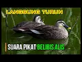 Download Lagu SUARA PIKAT BELIBIS JUMBO / BELIBIS ALIS - sniper coddo'