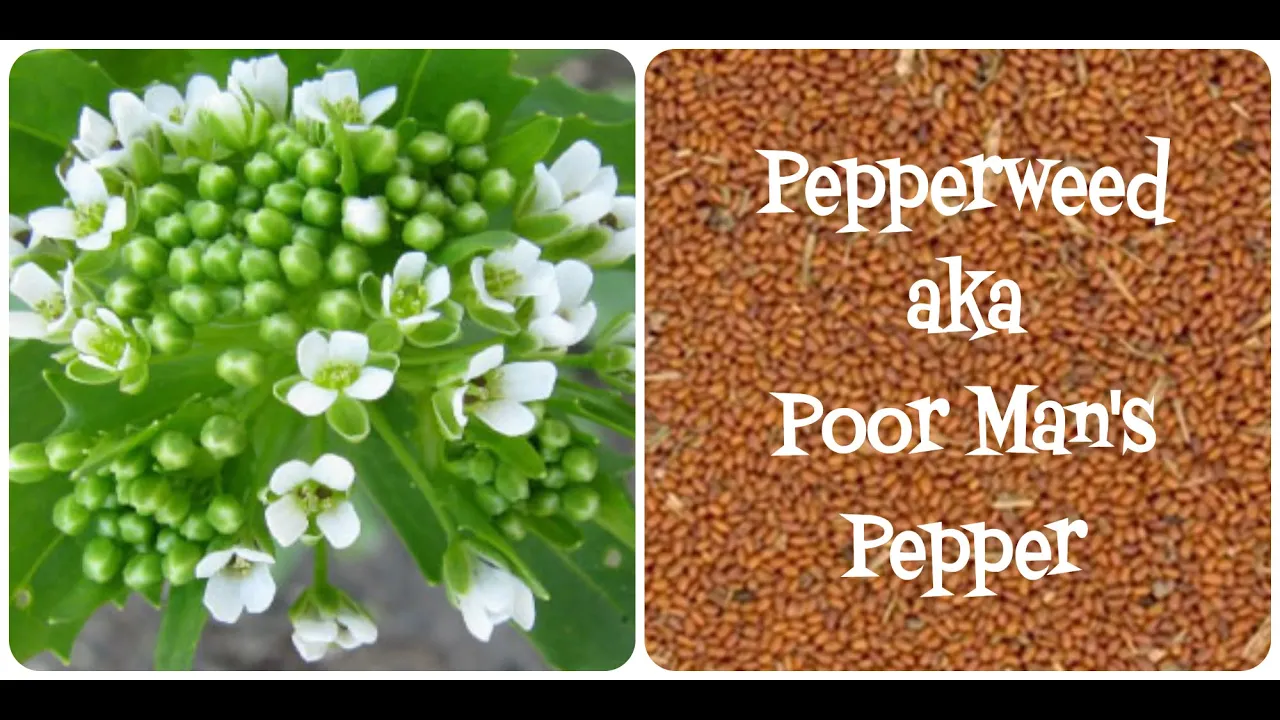 Peppergrass (Poor Man