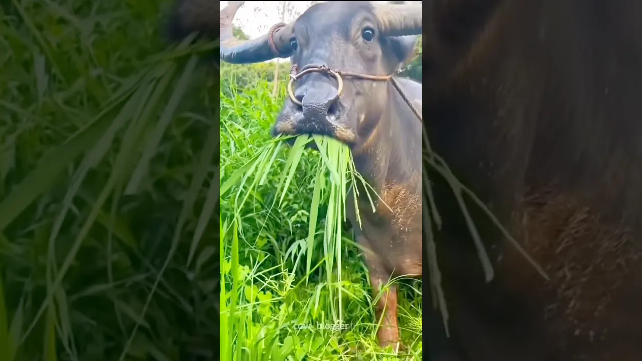 My cow Enjoy 😂