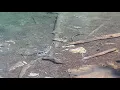 Surprise Lake - there trouts in the water