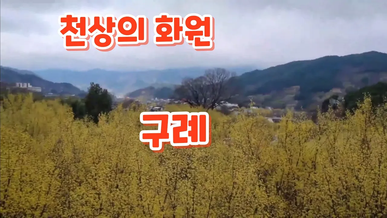#노란 산수유꽃 만발한 구례 산동마을!. 썸네일