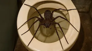 100 Scariest And Most Dangerous Animals Of All Time | MEGA Compilation