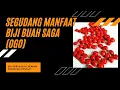 Download Lagu Segudang Manfaat Biji Pohon Saga (OGO).