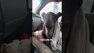 #fyp #dream #doberman #pets #youtube