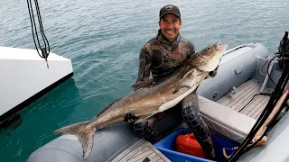 Spearfishing big Cobia off our Catamaran Sailboat (Sailing Popao – Underwater Ally Adventures) Ep.20