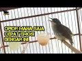 Download Lagu 🔴 Opior Paruh Tebal Gacor | Bikin Opior Lain Tambah Ngotot