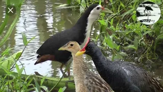 Suara pikat burung Ruak-ruak campur Ayam-ayaman suara jernih