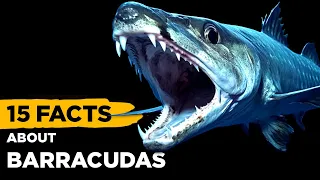 15 Fascinating Facts About Barracuda