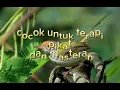 Download Lagu suara prenjak lumut còcok buat pikat,masteran atau pancingan