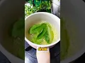 Download Lagu Tak perlu obat mahal...cukup dengan rebusan daun sirsak 😱⁉️ #tips #tipsehat #infosehatalami #herbal
