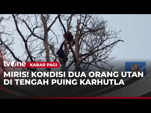 Dua Orang Utan Dievakuasi Dari Karhutla Kalteng
