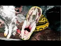 CAN MY 20 FOOT SNAKE EAT A 12 POUND RABBIT BRIAN BARCZYK