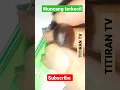 Download Lagu Muncang ukuran terkecil | kemiri mini
