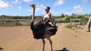 She rode an Ostrich!😮— Sailing Uma [Step 100]