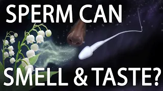 How Do Sperm Cells Smell and Taste?
