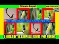Download Lagu 4 SUARA UNTUK KOMPILASI SEGALA JENIS BURUNG FULL KOMPILASI ANTI STRESS TERBARU 2017