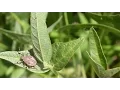 Protecting Yield Brown Marmorated Stink Bug Management