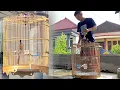 Download Lagu TEMBAKAN BURUNG MURAI BATU ISIAN CILILIN ‼️ GAK SIA-SIA PUTAR MP3 SETIAP MALAM