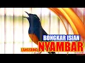 Download Lagu MURAI BATU BONGKAR ISIAN, PANCINGAN MURAI BATU DIAM MACET BUNYI JADI EMOSI