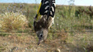 صيد ذكور الحسون بالشباك الهوائية  صيد ذكور الحسون بالشباك الهوائية