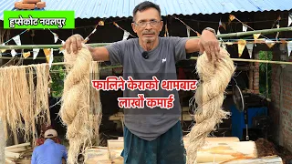 फालिने केराको थामबाट लाखौंको आम्दानी! नवलपुरका महेन्द्र कार्कीको अनौठो उद्यम | Nepal NewsLine