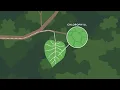 The science behind fall foliage