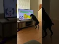 Download Lagu Dog Knocks Television Over Searching for Squeaky Toy || ViralHog