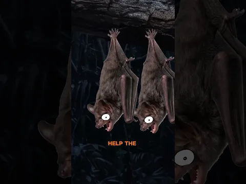 Animals That Help Friends In Need 🧐