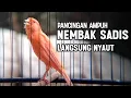 Lagu KENARI GACOR PANJANG Rol Rapat EMOSI Cuit cuit Ngerol utk masteran murai batu FULL ISIAN