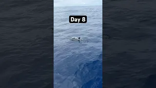Day 8 sailing from Oregon to Hawaii #dream #sailing