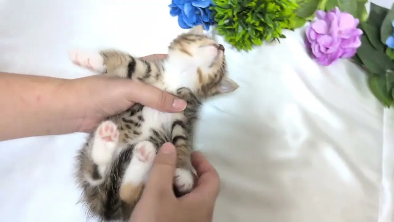 動画