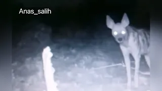 شاهد الضبع في الليل دندنها