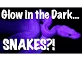 Glow in the Dark Snakes - Morphs 101 from South Africa