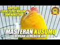 Download Lagu PALING DICARI |  Masteran Lovebird Kusumo + Gemercik Air Lebih Cepat Masuk