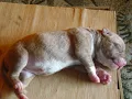 pit bull.ich lebe fur hip hop