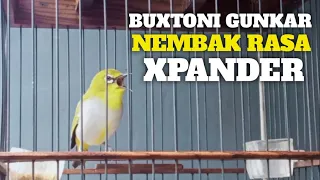 Download Pleci Buxtoni gunkar Nembak XPANDER, milik Om Manto Sukabumi. MP3