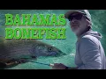 Bonefish of the Bahamas