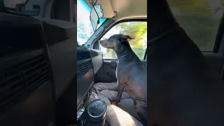#fyp #dream #pets #doberman #fypシ