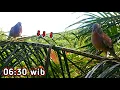 Lagu PIKAT TEKUKUR RANTING PAKAI RACIK - Waktu Yang Tepat Untuk Mikat Tekukur