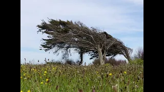 صوت الهواء الجميل 