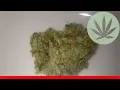 Jack Diesel - All About This Strain