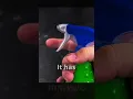 Hoe kom je van kakkerlakken af met behulp van kakkerlakkenspray? Deel 5