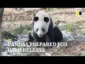 Chinese giant pandas undergo physical exams before being set free