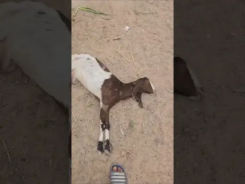 الله يساعد كَلبك ياخويه فرات ماعندك حض